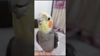 cockatiel singing