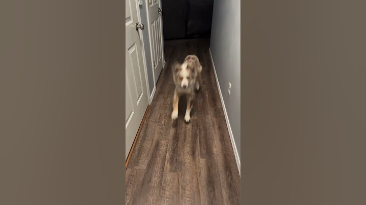 Excited dog does morning zoomies up and down the hallway!