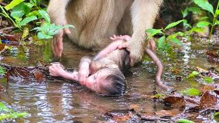 Mama is teaching her newborn baby independence, Newborn baby monkey needs encouragement. screenshot 4