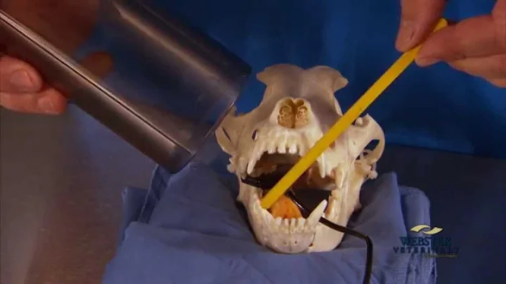 Webster Vet Digital Dental X-Ray Training