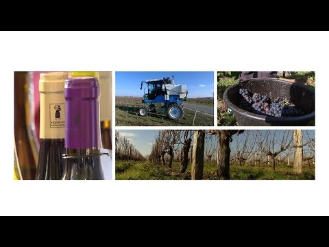 Vidéo: Vignes populaires du centre-nord – Cultiver des vignes dans les États du Nord