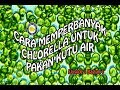 Cara memperbanyak chlorella menggunakan ember