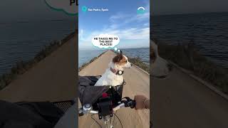 Dog Loves A Scenic Bike Ride || ViralHog @viralhog