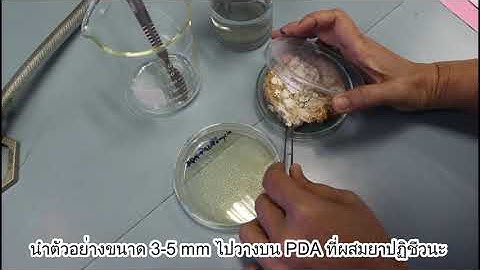 Mycology Lab Practical 2: Isolation of mold from food samples