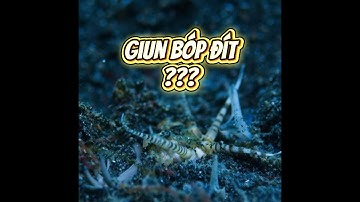 Góc khuất giun Bobbit (Eunice aphroditois) | Ác mộng đáy đại dương