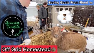 Saving Our Goats From a Flood: Off Grid Homestead, How to be Self Sufficient, How to be Prepared