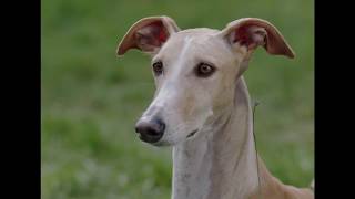 Autocrítica de un perrito burgués