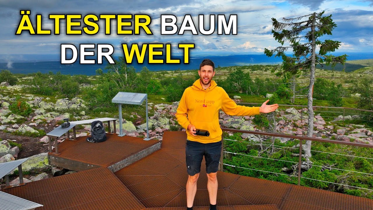 Der älteste Baum DER WELT! - Old Tjikko - Fulufjället Nationalpark | F7