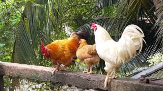 Farm In The City Malaysia 城の农场-鸡Chicken