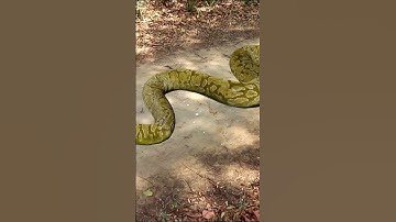 Anaconda Snake Attack 2 P2 #shorts #snake #python #snakes #nagin #anaconda #bigsnake #anacondasnake