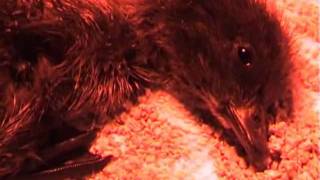 Ruby 2 hours old.wmv