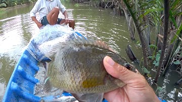#Shorts giăng lưới cá rô biển