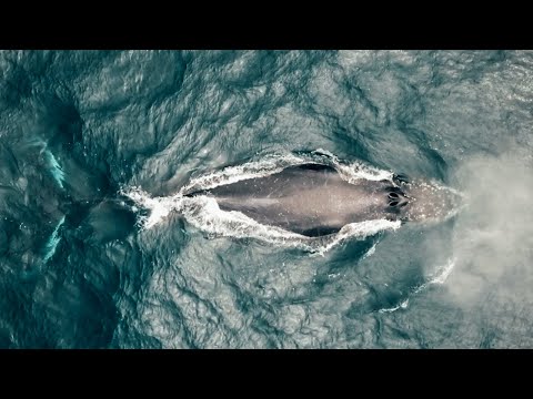 Stanford lab develops high-tech tools to study whales in the wild