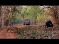 Ultimate Face Off Between Tiger And Male Gaur Ultimate Face Off Between Tiger And Male Gaur