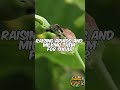 5 Disturbing Facts About Ants That Will Change How You See Them 😱🐜 #animals #petcareprovider