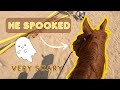 Horse spooks  gopro tack up and ride with me