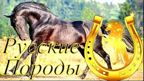 РУССКИЕ ПОРОДЫ ЛОШАДЕЙ. ПОРОДЫ ЛОШАДЕЙ В РОССИИ.