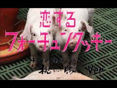 恋するフォーチュンクッキー  ポークランドver 【目指せ公式】