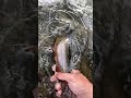 Gorgeous Brook trout being released. #fyp #shorts #nature #satisfying #fishing #stream #relaxing