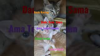 Download Lagu Anak Kucing Dada Dada Slm Jumpa Slm Kenal#anakkucing#dadadada#slmjumpa#slmkenal MP3
