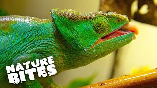 Mr. Parsons the Chameleon Meets His New Mate | Nature Bites