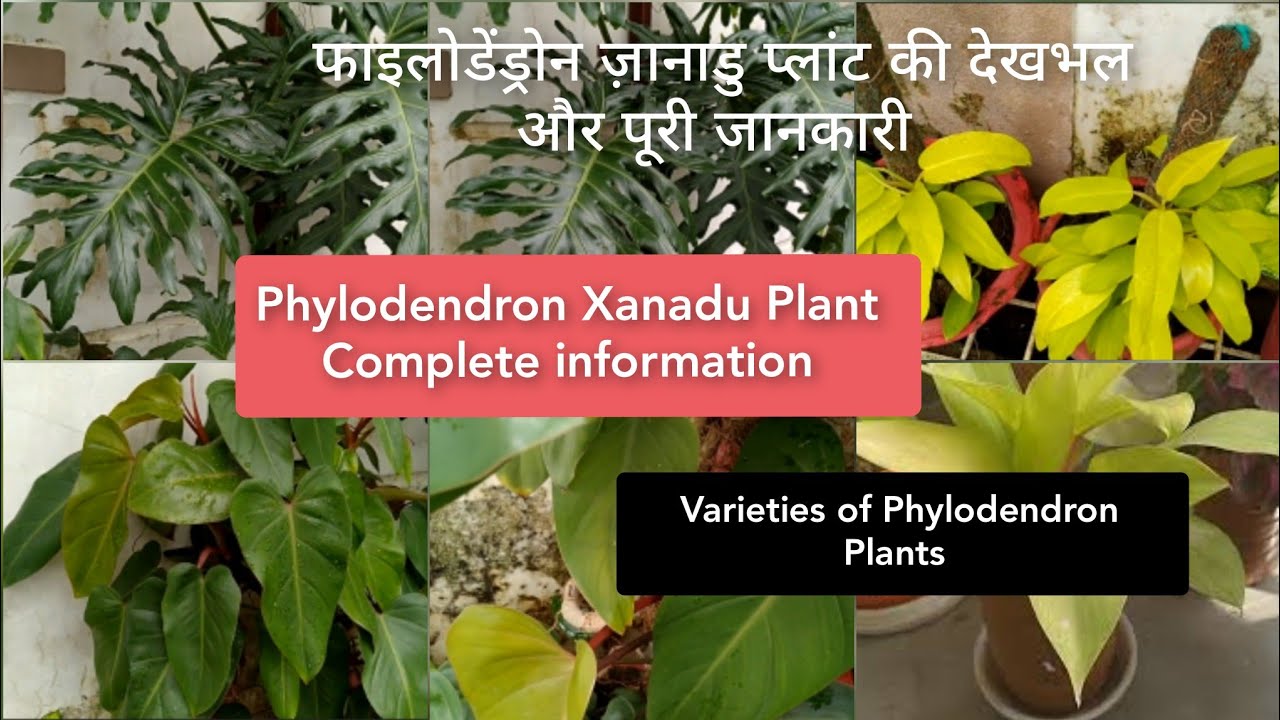 सुंदर पौधा,उगाने में आसानPhilodendron plant ||Varieties of Philodendron