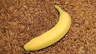 Mealworm Army vs Banana Timelapse (4K)