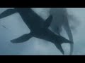 Amazing Dinoworld [2019] - Pliosaur Screen Time