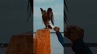 Download Lagu Suara Elang Hitam (1) MP3