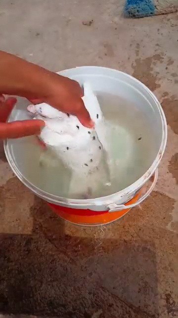 Pengobatan Kutu pada Merpati 😱😥 #shorts #kutu #pengobatan #merpati