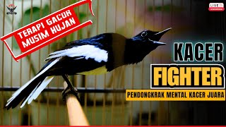 🔴TERAPI AMPUH KACER GACOR MUSIM HUJAN🔴 ~ AMPUH BUAT PANCINGAN KACER BAHAN CEPAT NYAUT GACOR NGEPLONG