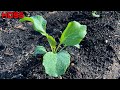 THE MOST PRODUCTIVE VEGETABLE YOU CAN GROW!