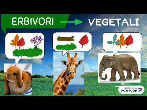 Video: Quali Animali Sono Erbivori