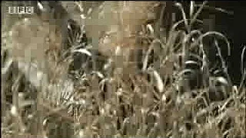 Evolution - from ape man to neanderthal - BBC science