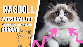 The Ragdoll Cat 101 : Breed & Personality