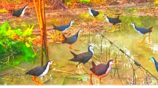 VERY EXCELLENT TRAP FOR WATERHEN USING LOCAL TOOL IN RURAL AREAS