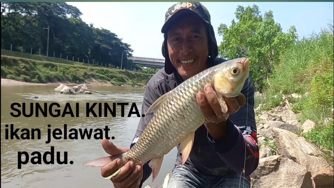 Straike ikan jelawat sungai kinta bonus ikan lampam  padu