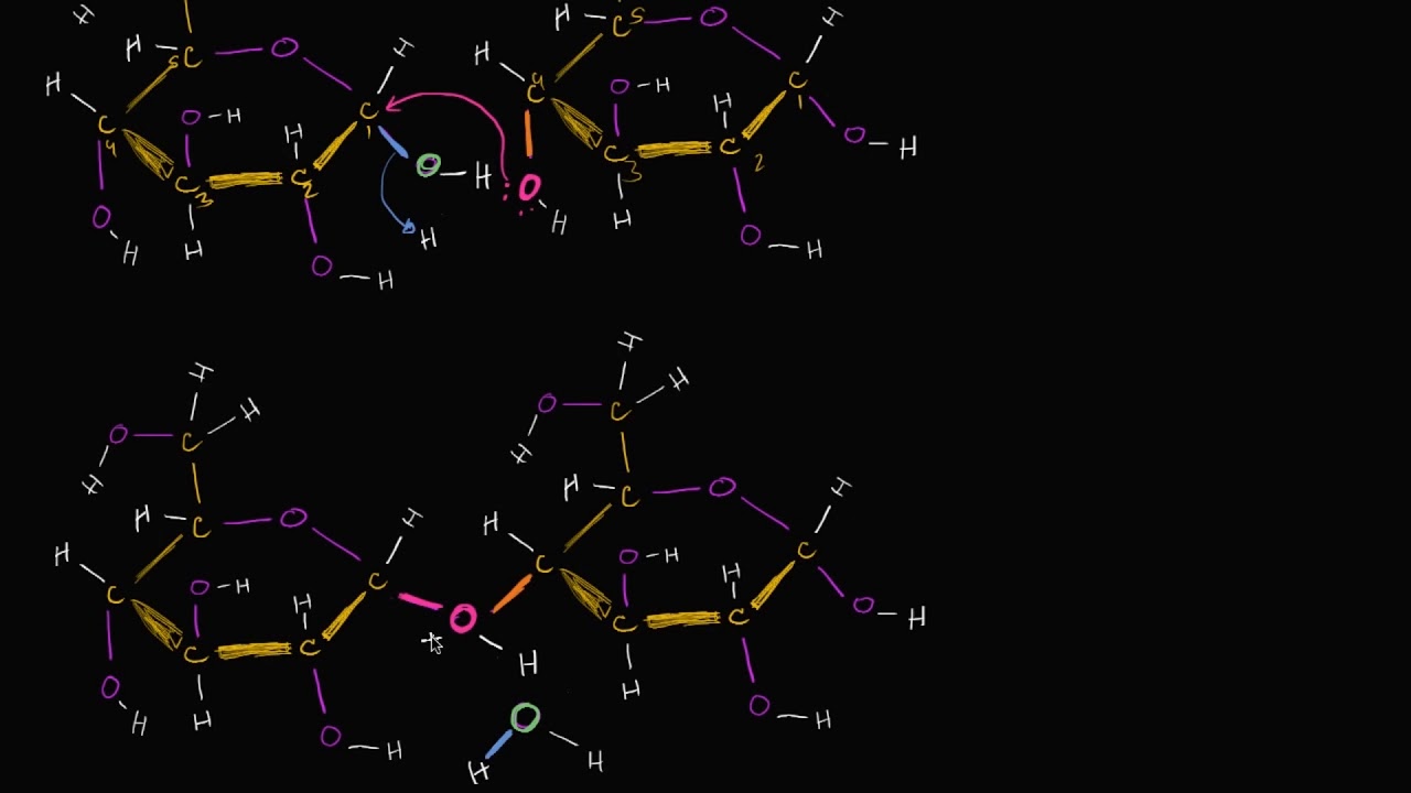 Dehidrasyon Sentezi veya Yoğunlaşma Tepkimesi (Fen Bilimleri)  (Biyoloji)