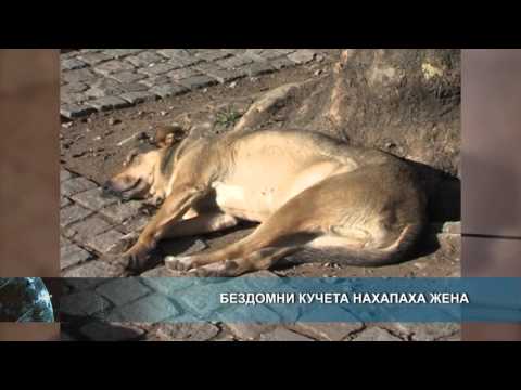 Видео: Румъния няма безопасно убежище за бездомни кучета