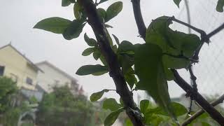 Real Night Sound of Rain on Forest Leaves to Lull You to Deep Sleep