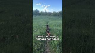 Нашли чужую собаку в поле #собаки #семьяихвостики #shorts