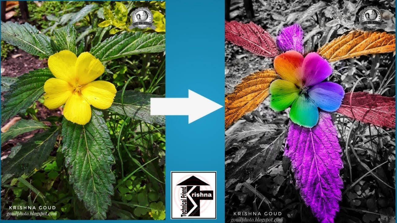 Snapseed Color Splash Editing/ Black and white with Bright Color Effects Tutorial..