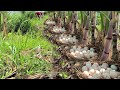 Wow amazing  -A man gathered a lot of duck eggs from a basket of leaves and sugarcane stalks.