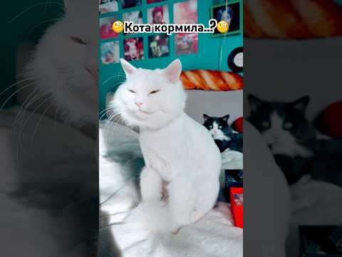 Мои вечноголодные😃#милота #еда #смех #кошки #животные #юмор #питомцы #cat #shorts #смешно #приколы