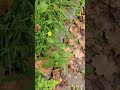 Der Rainkohl ist kein Kohl!