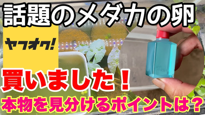 メダカ 寝る 夜の様子 23時30分 エアレーションは ライト 水流は 次の日の朝の様子 ダイソー100均 発泡板で見やすくしました Youtube メダカ 寝る 夜の様子 23時30分 エアレーションは ライト 水流は 次の日の朝の様子 ダイソー100均 発泡板で見やすくしました Youtube