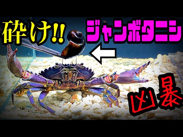 ザビエル蟹 ichigo-ichigo カニ祭りコラボ！ ゴールデンキングクラブ カニ