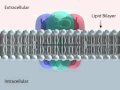 GABAA Receptor Subunits And Ion Channel GABAA Receptor Subunits And Ion Channel