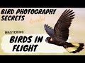 Mastering BIRDS IN FLIGHT Photography - Bird Photography Secrets Revealed - Jan Wegener Vlog