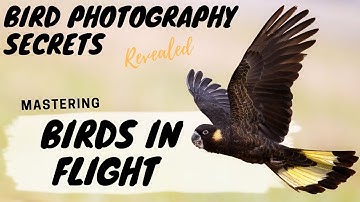 Mastering BIRDS IN FLIGHT Photography - Bird Photography Secrets Revealed - Jan Wegener Vlog